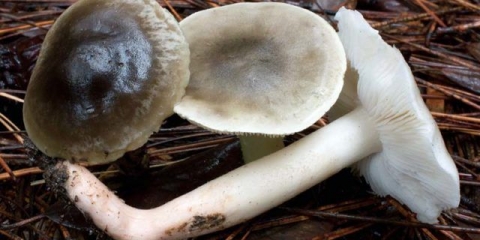 Red sapuna: fotografija i opis